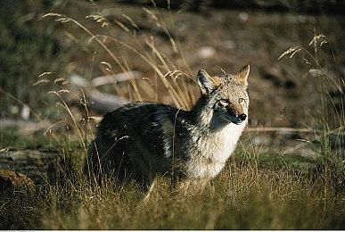 任天堂财报发布后 公司股价下跌了7.5%